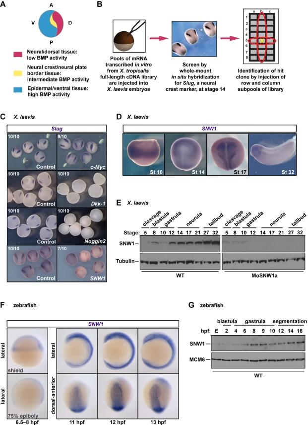 https://cdn.ncbi.nlm.nih.gov/pmc/blobs/5c9b/3039673/6b24ef74f633/pbio.1000593.g001.jpg