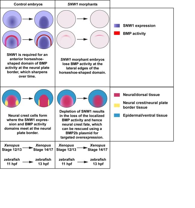 https://cdn.ncbi.nlm.nih.gov/pmc/blobs/5c9b/3039673/9249620fbbb7/pbio.1000593.g009.jpg