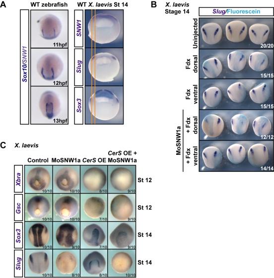 https://cdn.ncbi.nlm.nih.gov/pmc/blobs/5c9b/3039673/9a27632818f3/pbio.1000593.g003.jpg