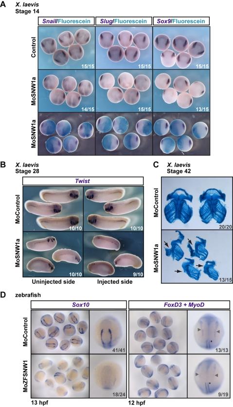 https://cdn.ncbi.nlm.nih.gov/pmc/blobs/5c9b/3039673/b7892db33f67/pbio.1000593.g002.jpg