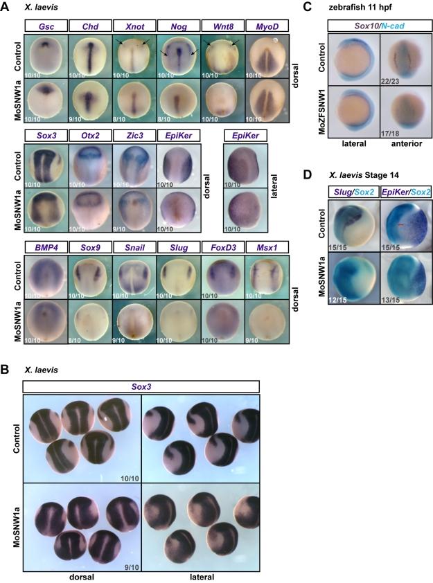 https://cdn.ncbi.nlm.nih.gov/pmc/blobs/5c9b/3039673/bf8241764735/pbio.1000593.g004.jpg