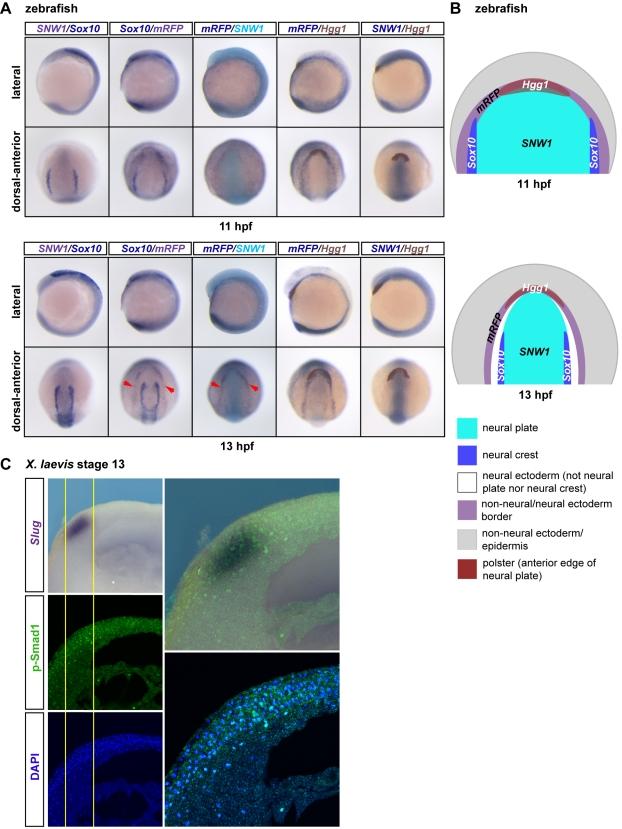https://cdn.ncbi.nlm.nih.gov/pmc/blobs/5c9b/3039673/eb102b0814ee/pbio.1000593.g006.jpg