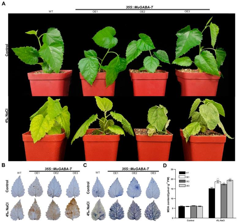 https://cdn.ncbi.nlm.nih.gov/pmc/blobs/5c9c/8954524/31b29b6f4e0d/genes-13-00501-g007.jpg