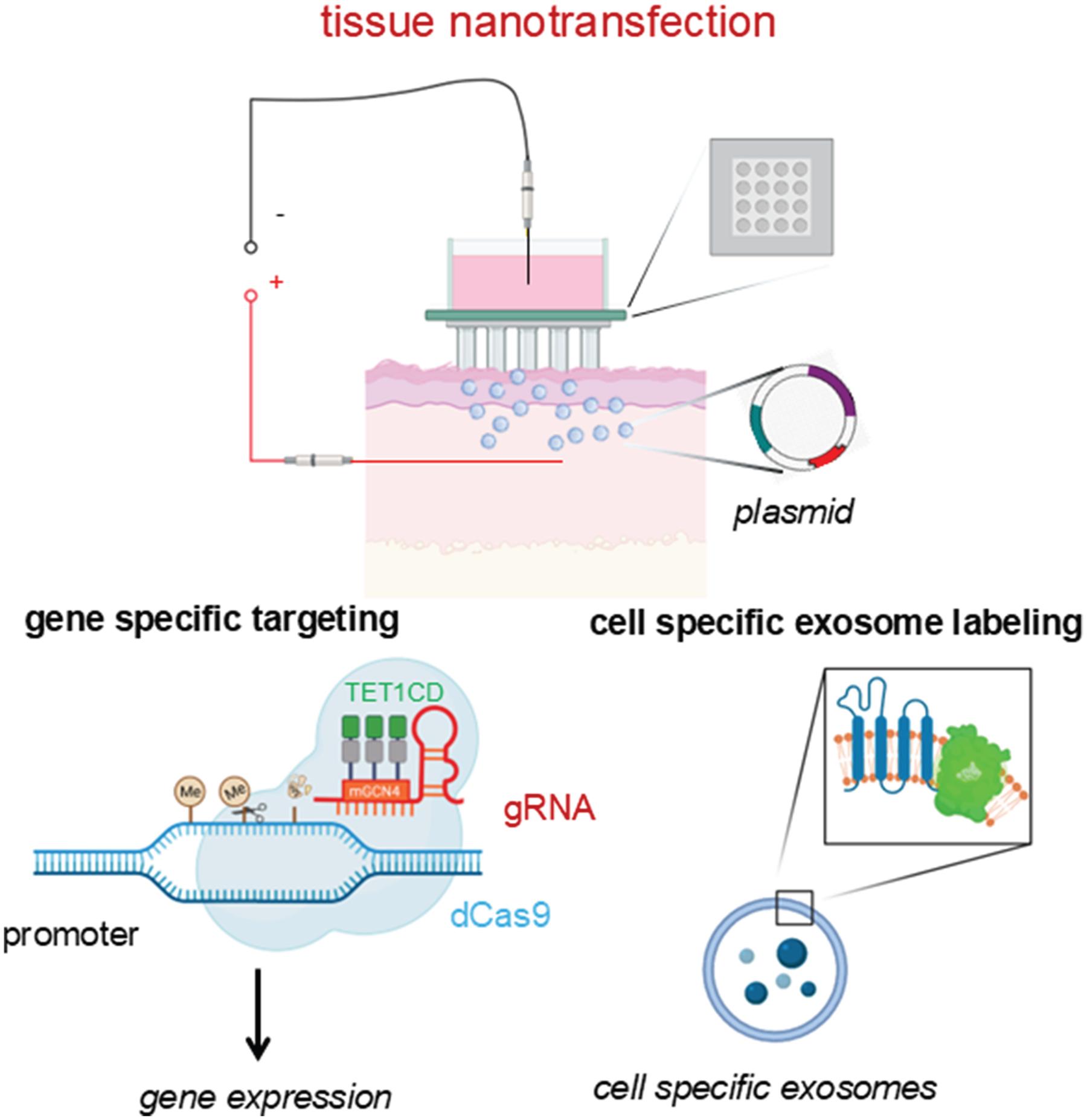 https://cdn.ncbi.nlm.nih.gov/pmc/blobs/5c9e/12359172/e727e3f3fb0b/nihms-2101107-f0008.jpg