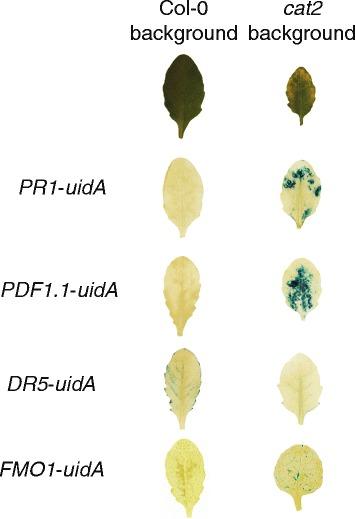 https://cdn.ncbi.nlm.nih.gov/pmc/blobs/5c9e/4619244/70a12df680a5/12864_2015_1964_Fig7_HTML.jpg