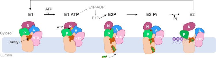 https://cdn.ncbi.nlm.nih.gov/pmc/blobs/5c9f/10082790/977b6cc5b4f5/41467_2023_37741_Fig6_HTML.jpg