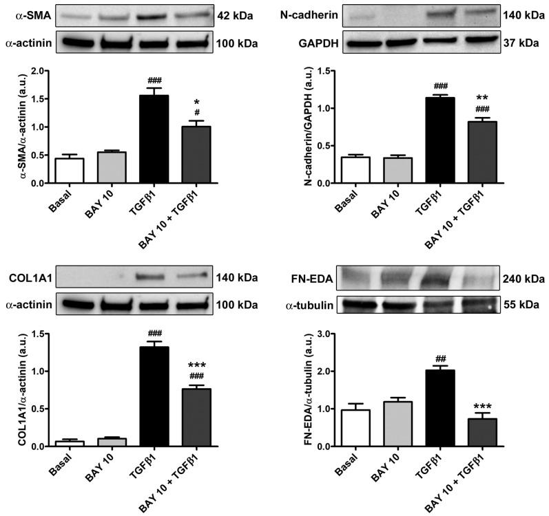 https://cdn.ncbi.nlm.nih.gov/pmc/blobs/5ca5/10887040/2f8081775ced/cells-13-00360-g006.jpg