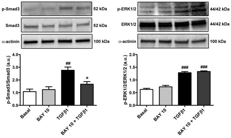 https://cdn.ncbi.nlm.nih.gov/pmc/blobs/5ca5/10887040/8b2c4846dcc0/cells-13-00360-g009.jpg