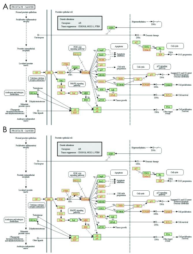 https://cdn.ncbi.nlm.nih.gov/pmc/blobs/5ca7/3926670/21976b7c2657/OR-31-03-1067-g03.jpg