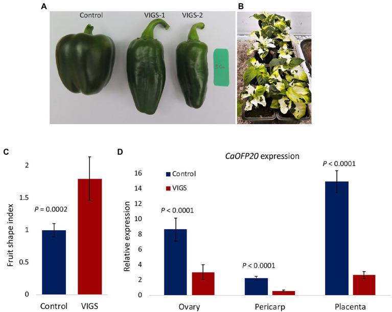 https://cdn.ncbi.nlm.nih.gov/pmc/blobs/5ca8/8763684/16c53cfc2b94/fpls-12-815589-g005.jpg
