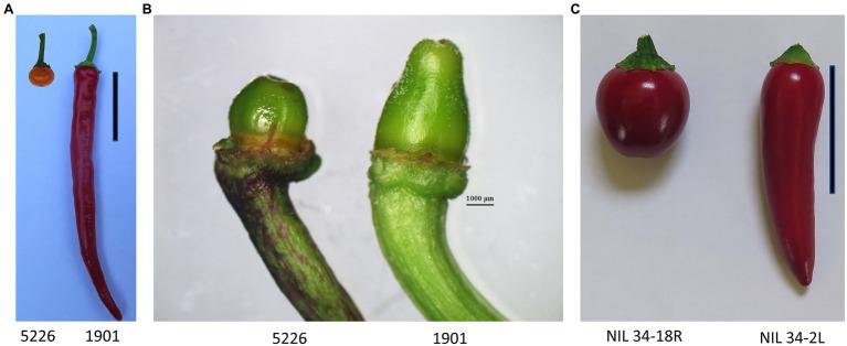 https://cdn.ncbi.nlm.nih.gov/pmc/blobs/5ca8/8763684/7586836f40e6/fpls-12-815589-g001.jpg
