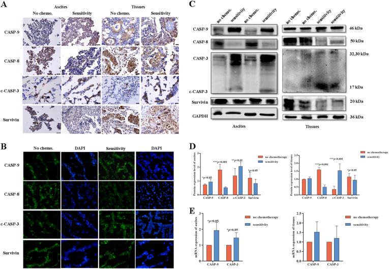 https://cdn.ncbi.nlm.nih.gov/pmc/blobs/5ca9/5856849/e60c9d6cc387/41419_2018_449_Fig5_HTML.jpg
