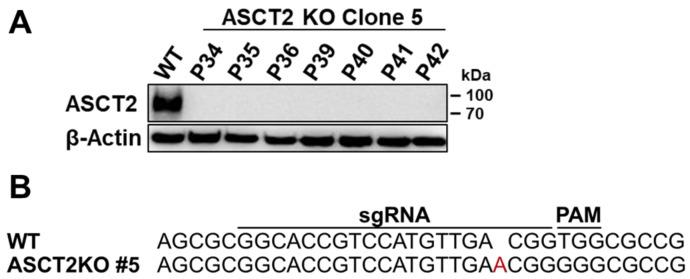 https://cdn.ncbi.nlm.nih.gov/pmc/blobs/5cad/11172233/68d67b849950/ijms-25-05668-g004.jpg