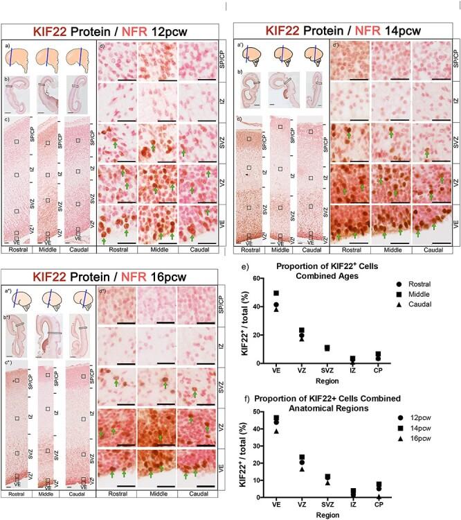 https://cdn.ncbi.nlm.nih.gov/pmc/blobs/5cad/8328201/80a0dd173335/bhab067f3.jpg