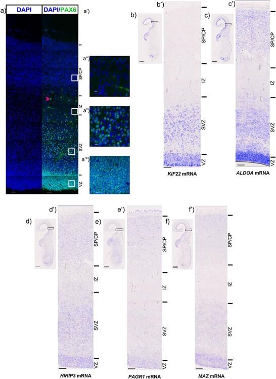 https://cdn.ncbi.nlm.nih.gov/pmc/blobs/5cad/8328201/e6be9f0377ab/bhab067f2.jpg