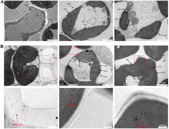 https://cdn.ncbi.nlm.nih.gov/pmc/blobs/5cb2/12057186/32512332ee1b/12951_2025_3416_Fig5_HTML.jpg
