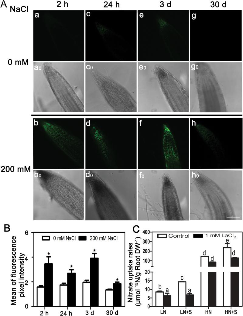 https://cdn.ncbi.nlm.nih.gov/pmc/blobs/5cb3/4507759/702d9b5ce643/exbotj_erv216_f0007.jpg