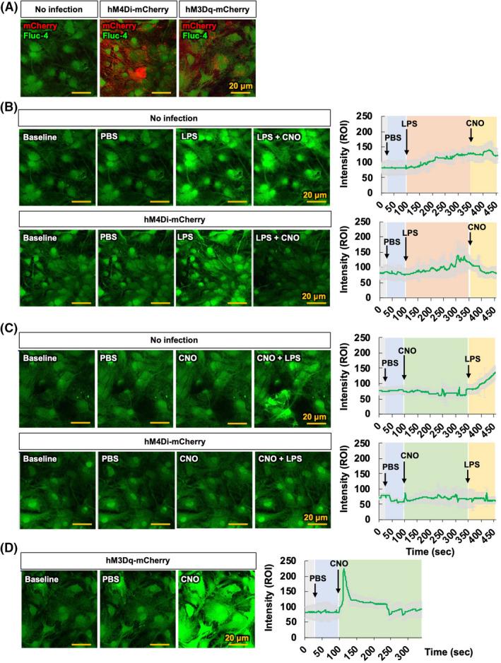 https://cdn.ncbi.nlm.nih.gov/pmc/blobs/5cb3/8532135/be8f900e5a26/PRP2-9-e00822-g003.jpg
