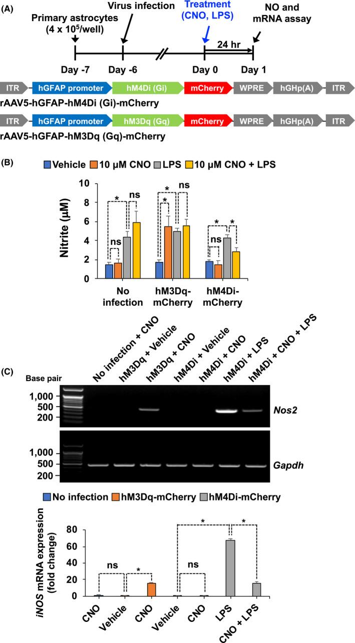 https://cdn.ncbi.nlm.nih.gov/pmc/blobs/5cb3/8532135/ece99ed3c2db/PRP2-9-e00822-g001.jpg