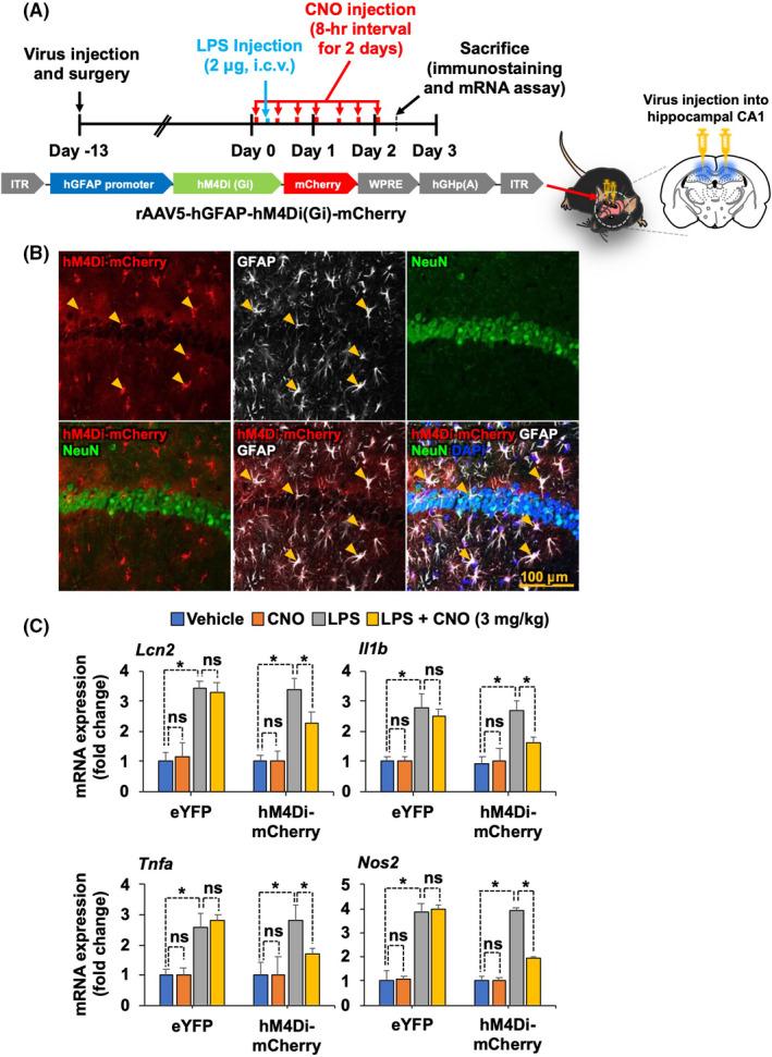 https://cdn.ncbi.nlm.nih.gov/pmc/blobs/5cb3/8532135/f5446bfd8d77/PRP2-9-e00822-g004.jpg