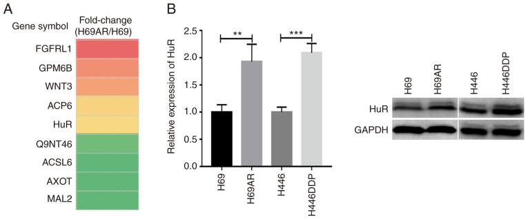 https://cdn.ncbi.nlm.nih.gov/pmc/blobs/5cb3/9468853/31ad0defcec7/etm-24-04-11575-g00.jpg