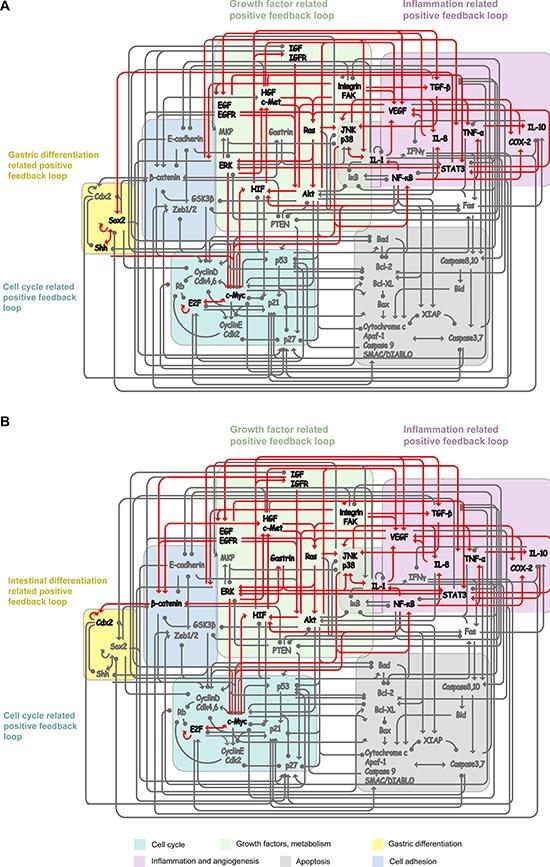 https://cdn.ncbi.nlm.nih.gov/pmc/blobs/5cb4/4537037/3de36f4410ac/oncotarget-06-13607-g005.jpg