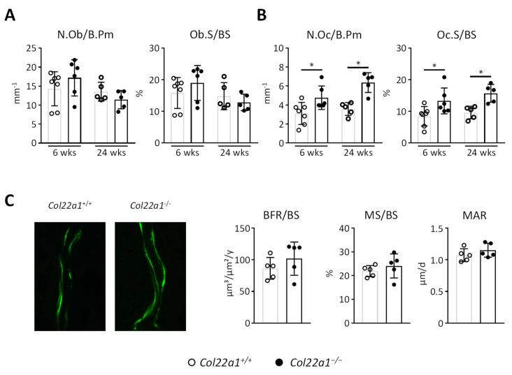 https://cdn.ncbi.nlm.nih.gov/pmc/blobs/5cb4/8616175/498fd8f135e3/cells-10-03020-g006.jpg