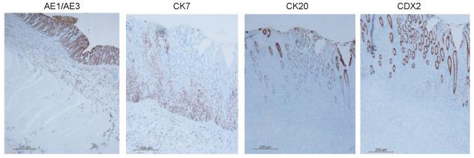 https://cdn.ncbi.nlm.nih.gov/pmc/blobs/5cb5/10131265/76e23cab9bc7/ol-25-05-13789-g07.jpg