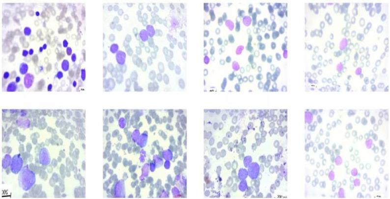 https://cdn.ncbi.nlm.nih.gov/pmc/blobs/5cb5/12402508/6857657200c5/41598_2025_15604_Fig5_HTML.jpg