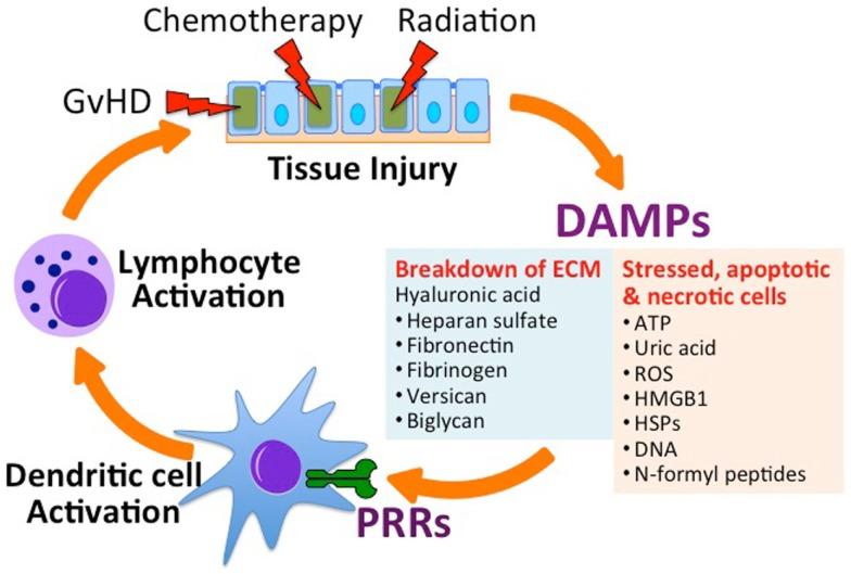 https://cdn.ncbi.nlm.nih.gov/pmc/blobs/5cb6/4360715/d7c6df47265a/fimmu-06-00101-g001.jpg