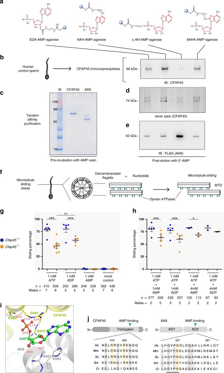 https://cdn.ncbi.nlm.nih.gov/pmc/blobs/5cba/7606486/1dd2b8b65f33/41467_2020_19113_Fig7_HTML.jpg