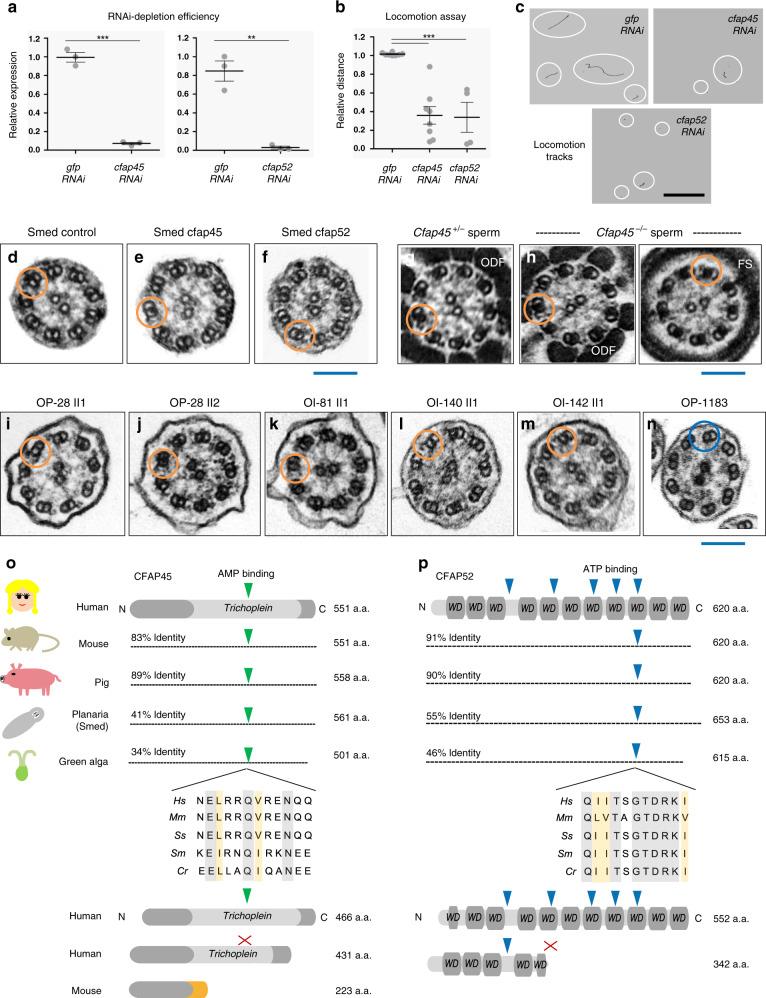https://cdn.ncbi.nlm.nih.gov/pmc/blobs/5cba/7606486/4aba9b4ac94d/41467_2020_19113_Fig5_HTML.jpg