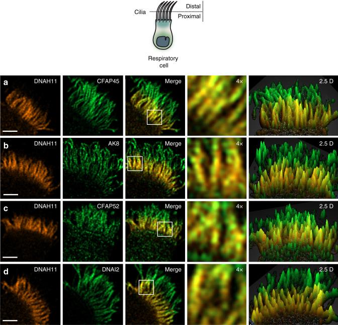https://cdn.ncbi.nlm.nih.gov/pmc/blobs/5cba/7606486/5220ea61a66c/41467_2020_19113_Fig6_HTML.jpg