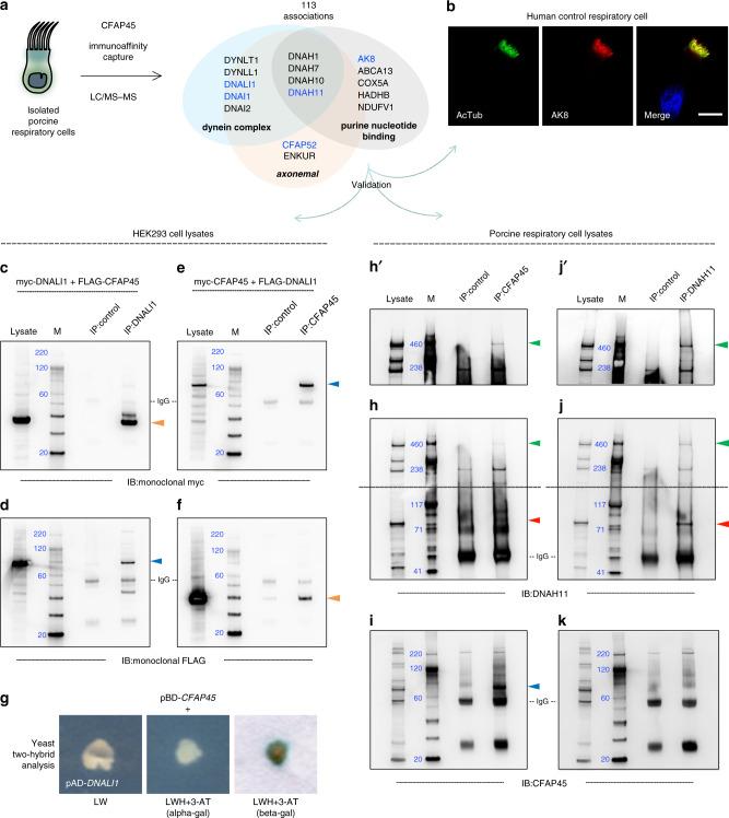 https://cdn.ncbi.nlm.nih.gov/pmc/blobs/5cba/7606486/e4831844d15b/41467_2020_19113_Fig2_HTML.jpg