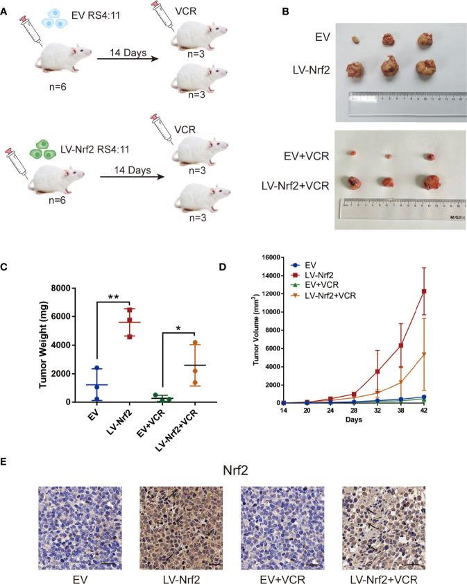 https://cdn.ncbi.nlm.nih.gov/pmc/blobs/5cbc/9134735/9df837222f98/fonc-12-876556-g005.jpg