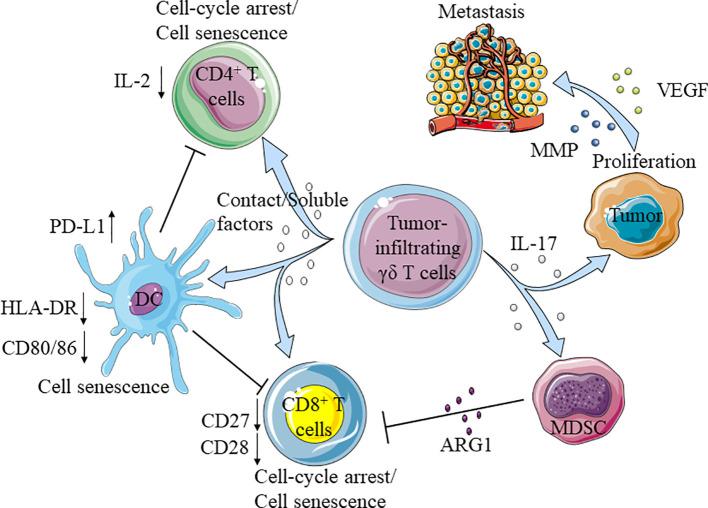 https://cdn.ncbi.nlm.nih.gov/pmc/blobs/5cc0/7921733/a2087e6ae756/fimmu-11-619954-g003.jpg