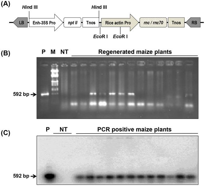 https://cdn.ncbi.nlm.nih.gov/pmc/blobs/5cc1/3621894/8ac00f386f3b/pone.0060829.g002.jpg