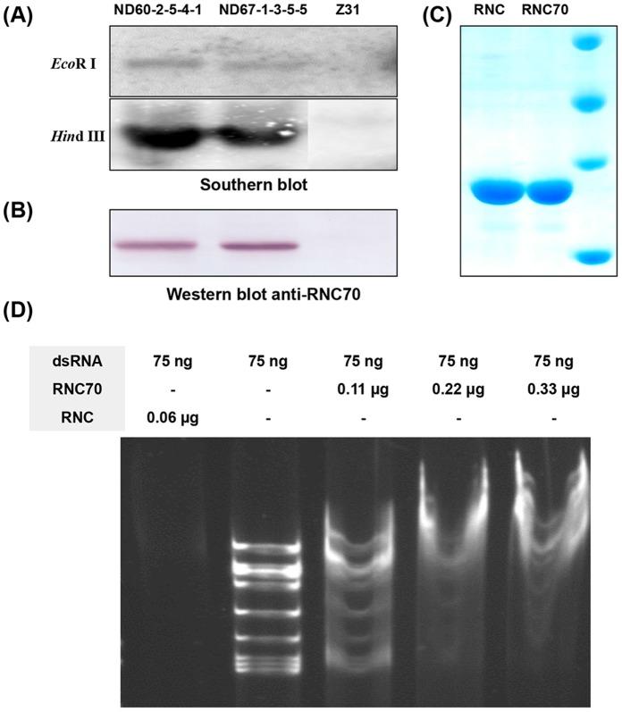 https://cdn.ncbi.nlm.nih.gov/pmc/blobs/5cc1/3621894/fb760f4f101e/pone.0060829.g007.jpg