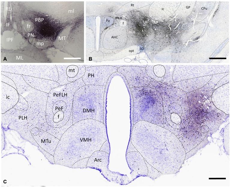 https://cdn.ncbi.nlm.nih.gov/pmc/blobs/5cc1/4559648/0d6eeabb00d0/fnana-09-00112-g0002.jpg
