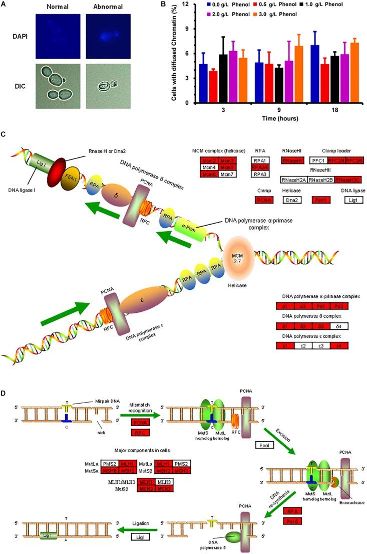 https://cdn.ncbi.nlm.nih.gov/pmc/blobs/5cc1/7179700/305c23e554d6/fmicb-11-00544-g005.jpg