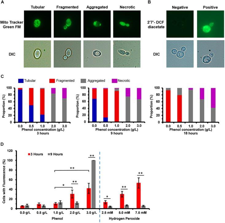 https://cdn.ncbi.nlm.nih.gov/pmc/blobs/5cc1/7179700/7964c908ff3d/fmicb-11-00544-g003.jpg