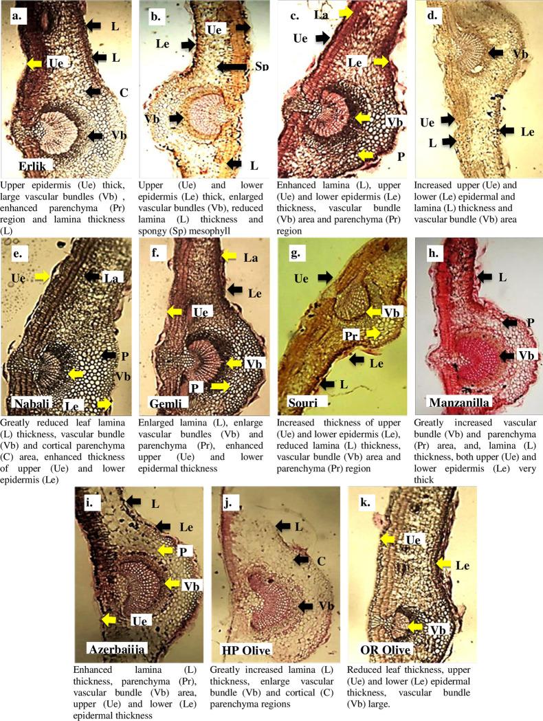 https://cdn.ncbi.nlm.nih.gov/pmc/blobs/5cc2/10246800/0dc6b9da4456/pone.0286736.g003.jpg