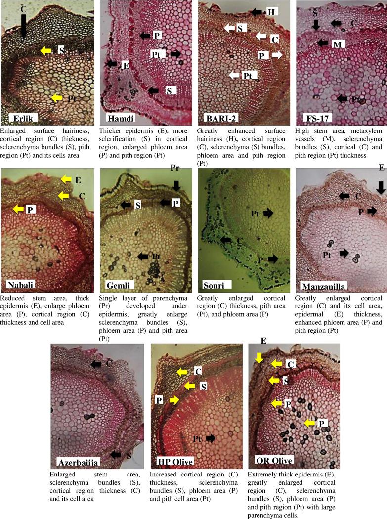 https://cdn.ncbi.nlm.nih.gov/pmc/blobs/5cc2/10246800/45c2bd7e2ea1/pone.0286736.g002.jpg