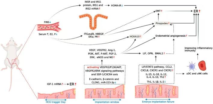 https://cdn.ncbi.nlm.nih.gov/pmc/blobs/5cc8/12368429/99bc327cb63f/fphys-16-1548737-g002.jpg