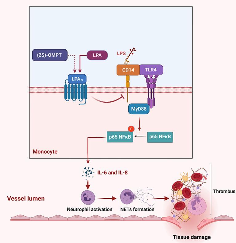 https://cdn.ncbi.nlm.nih.gov/pmc/blobs/5cc9/9021375/3ae657d0a333/fimmu-13-844781-g008.jpg