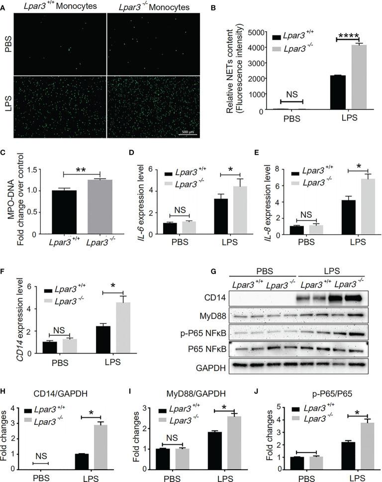 https://cdn.ncbi.nlm.nih.gov/pmc/blobs/5cc9/9021375/b1255f2cdc04/fimmu-13-844781-g006.jpg