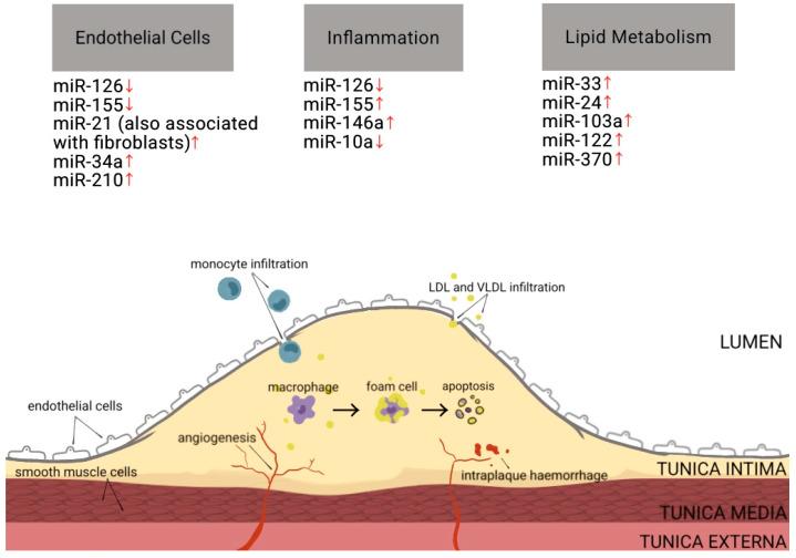 https://cdn.ncbi.nlm.nih.gov/pmc/blobs/5ccb/10671258/652d61e0ac18/ijms-24-16207-g003.jpg