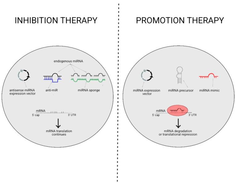 https://cdn.ncbi.nlm.nih.gov/pmc/blobs/5ccb/10671258/8378d44ac857/ijms-24-16207-g002.jpg