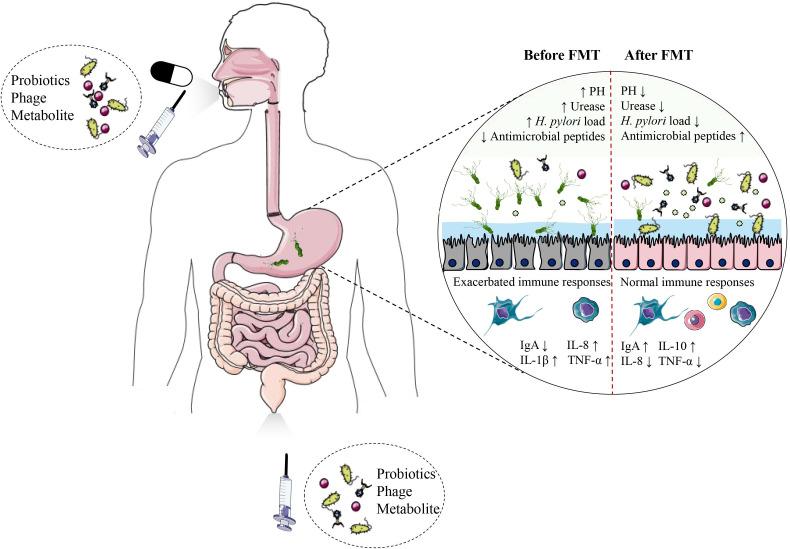 https://cdn.ncbi.nlm.nih.gov/pmc/blobs/5ccc/11770466/23bc8c011423/egastro-2-4-g001.jpg