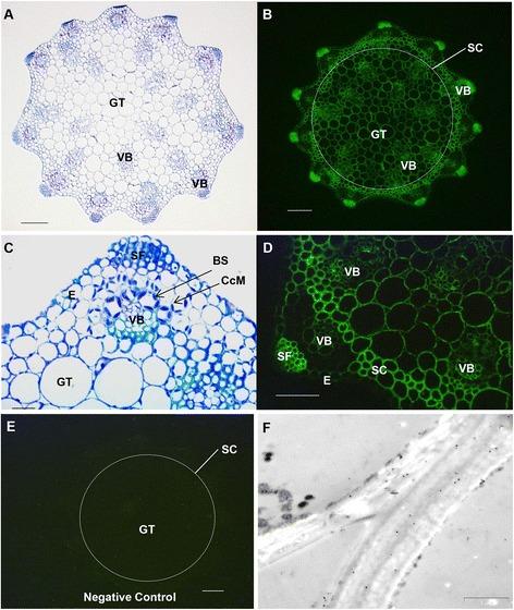 https://cdn.ncbi.nlm.nih.gov/pmc/blobs/5ccc/4592572/164757f8a595/12870_2015_624_Fig7_HTML.jpg